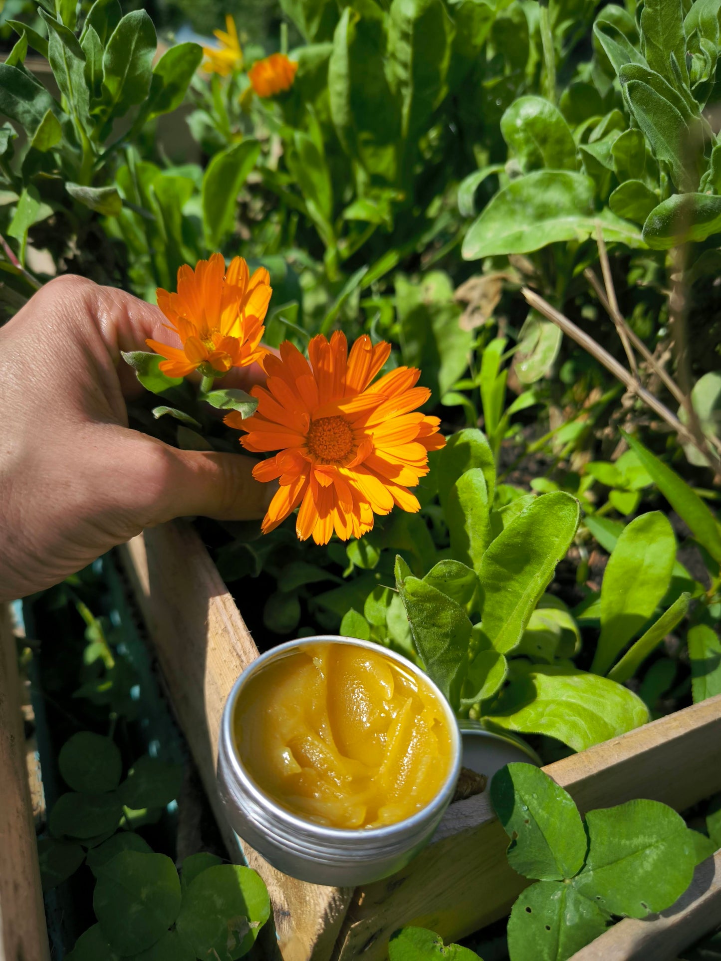 Balsamo Botanico di Calendula