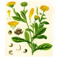 DELICALENDULA - Jabón botánico con extracto de caléndula, almendras dulces y esencial de naranjas dulces
