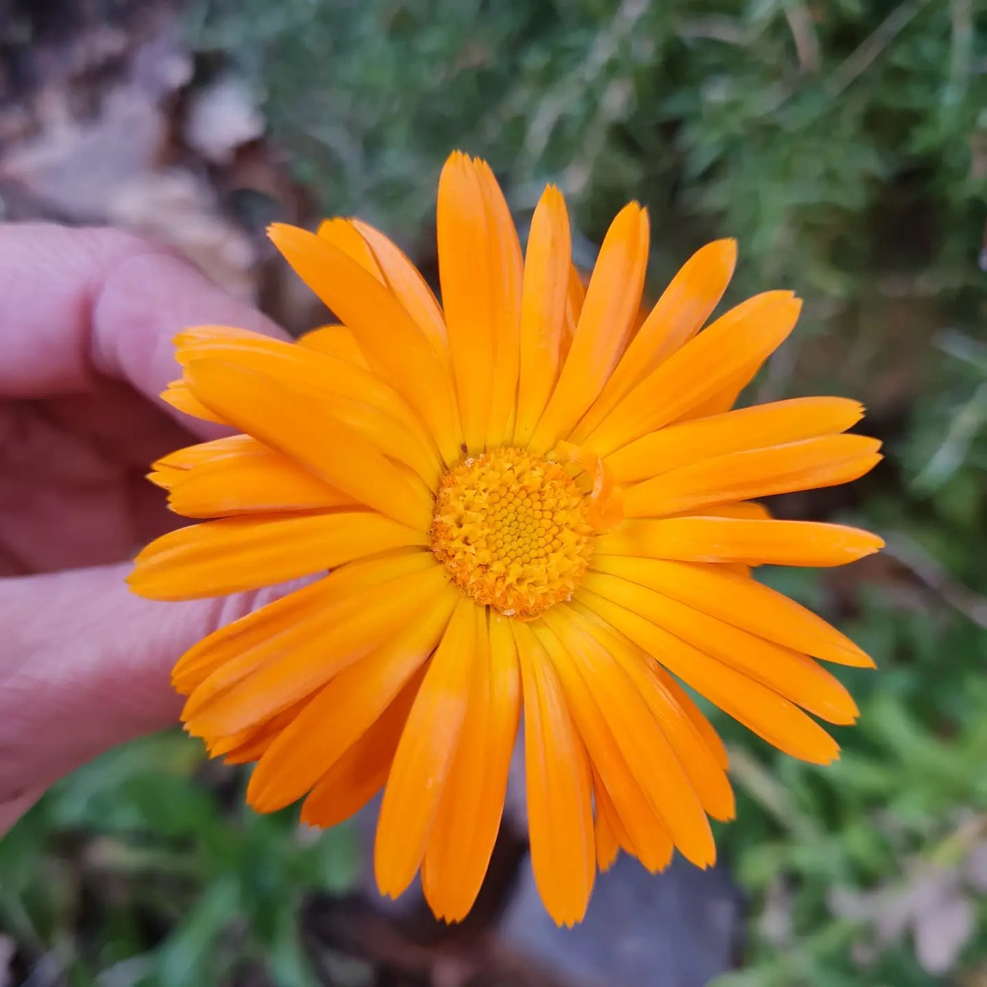 DELICALENDULA - Jabón botánico con extracto de caléndula, almendras dulces y esencial de naranjas dulces