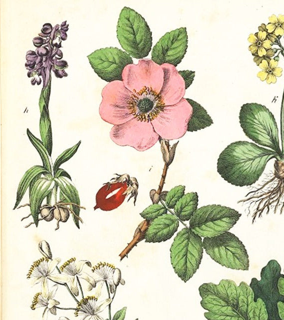 Olio viso "Beauty Nectar" alle Rose